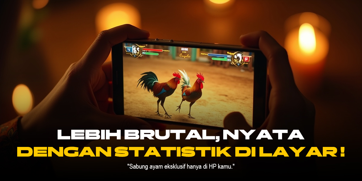 Mengenal Ayam Bangkok, Raja Sabung Ayam di SV388